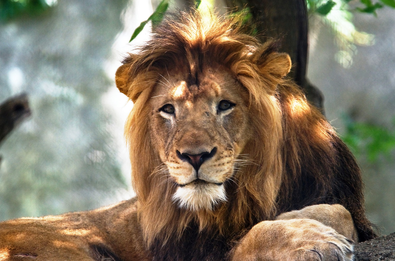 Illustration for article titled Love Is Dead: Nyack the Lion Murdered by Zuri the Lioness